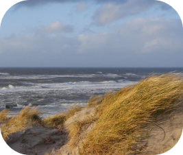 Фото пляжа Балтийского моря с травой с индивидуальной экскурсии от Кёниг Вояж. Индивидуальные экскурсии Калининград