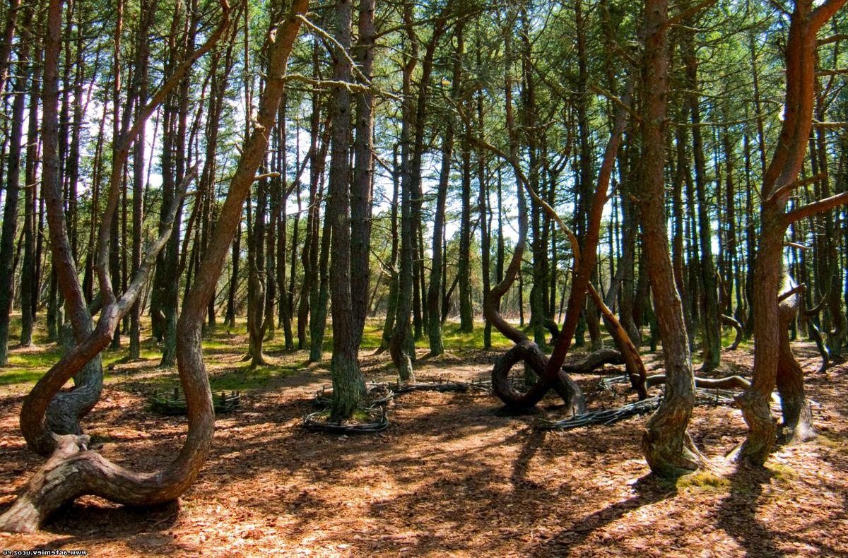 Фото сосен в Танцующем лесу на Куршской косе от индивидуального гида Кёниг Вояж. Индивидуальные экскурсии Калининград